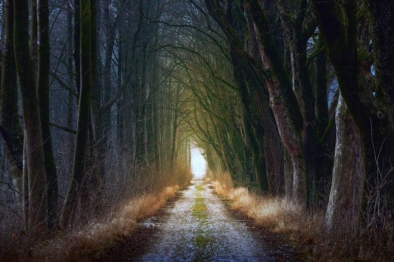 Fairytale Forests