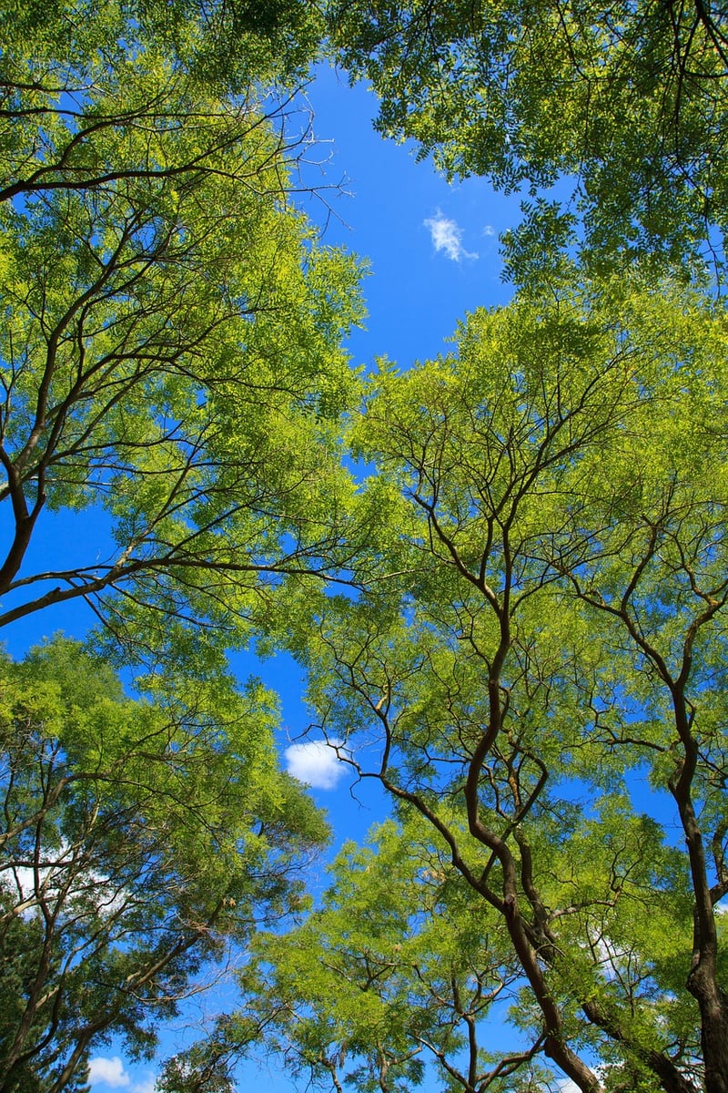 Floral Canopies