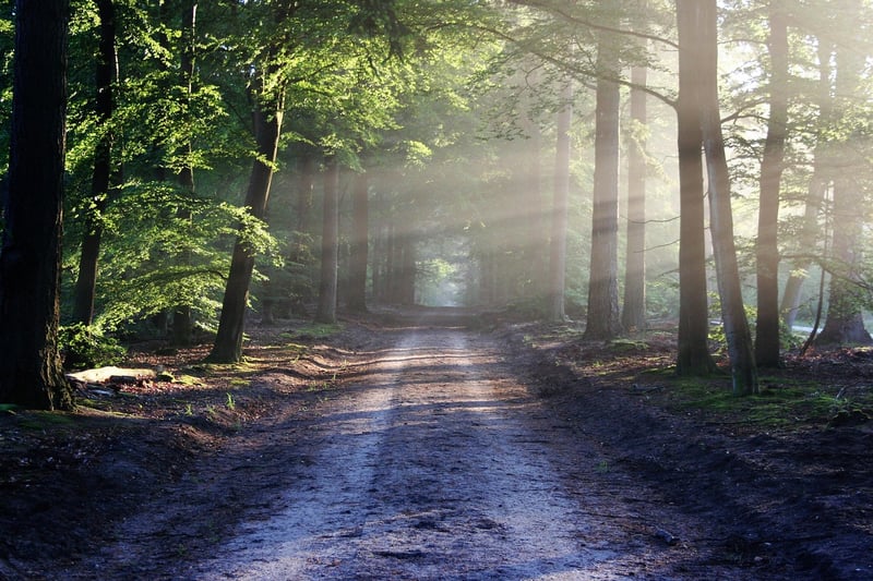 Forest Fairy Tale